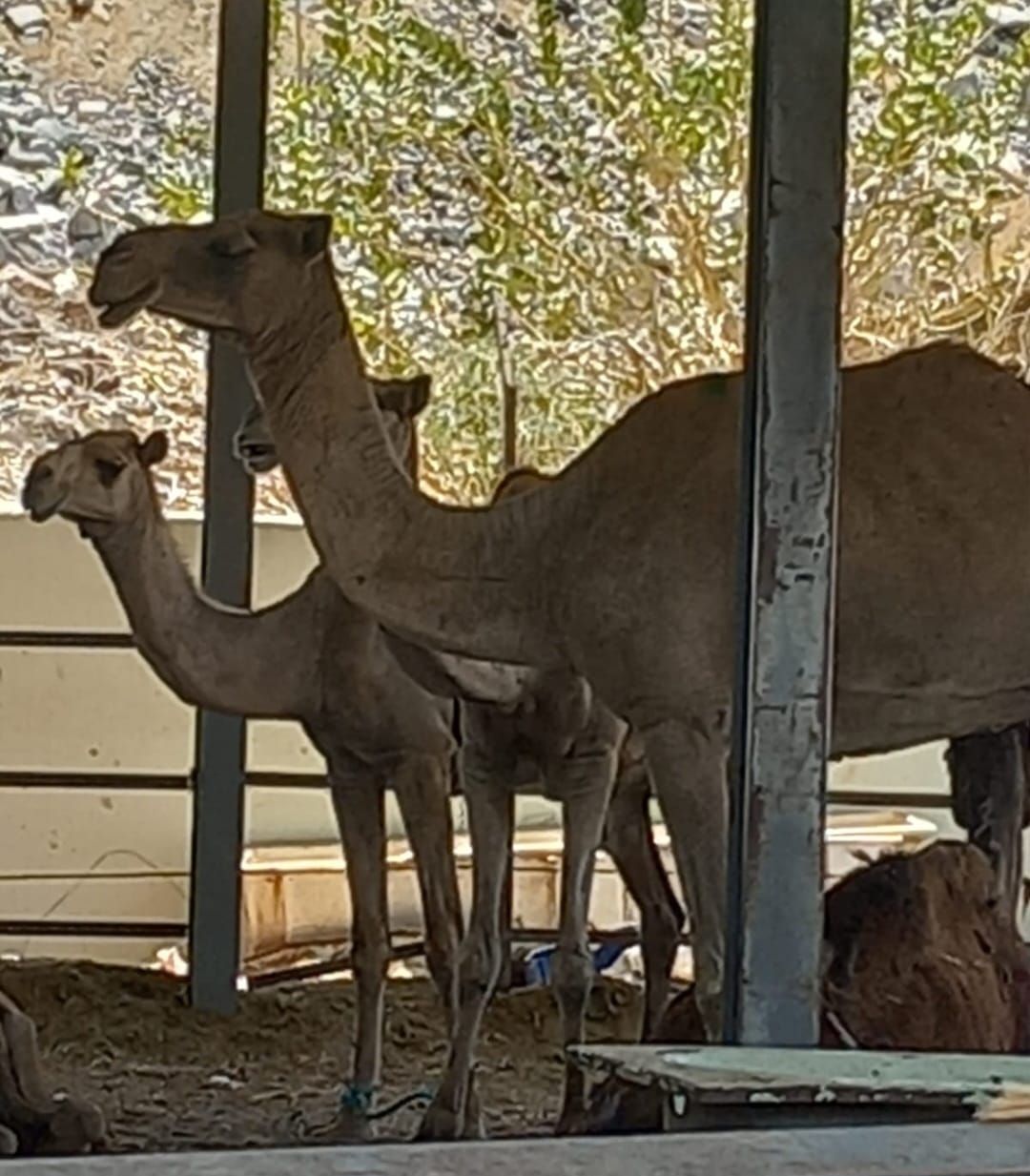 Fidyah-Badanah (Current Price)