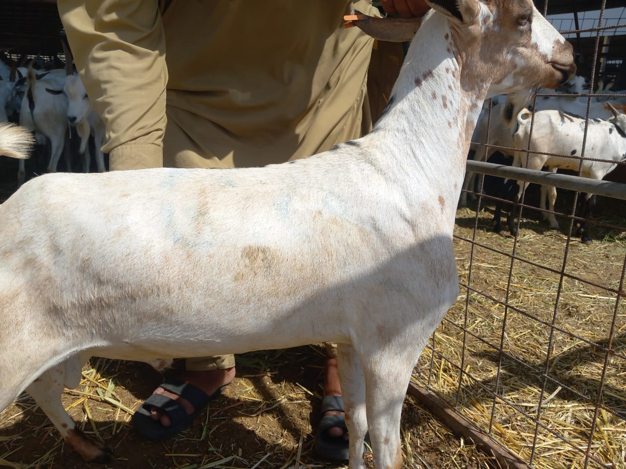 Eid al Adha Qurbani In Makkah Al Mukarramah (meat distributed to the poor) - Current Price