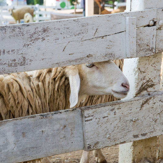 Damm (Qurbani), Badanah, and Sadaqa/Fidyah (Feeding the Poor) for Mistakes in Hajj and Umrah
