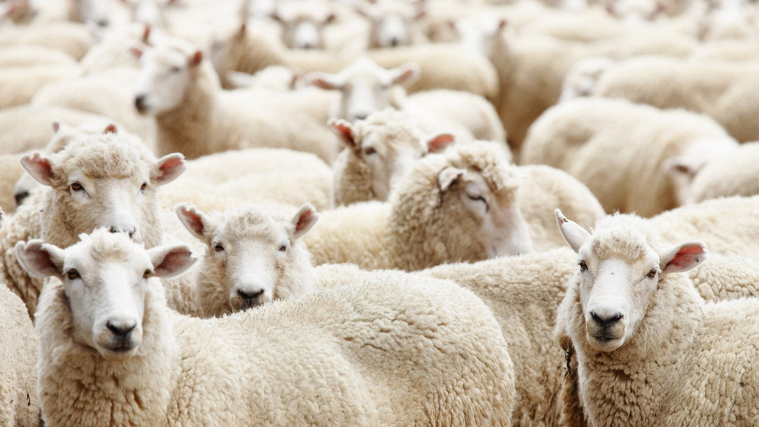 Hajj Hady/Damm-e-Shukr/Qurbani – And How You Can Fulfill It with Confidence This Year