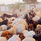 Hajj Qurbani/Sacrifice