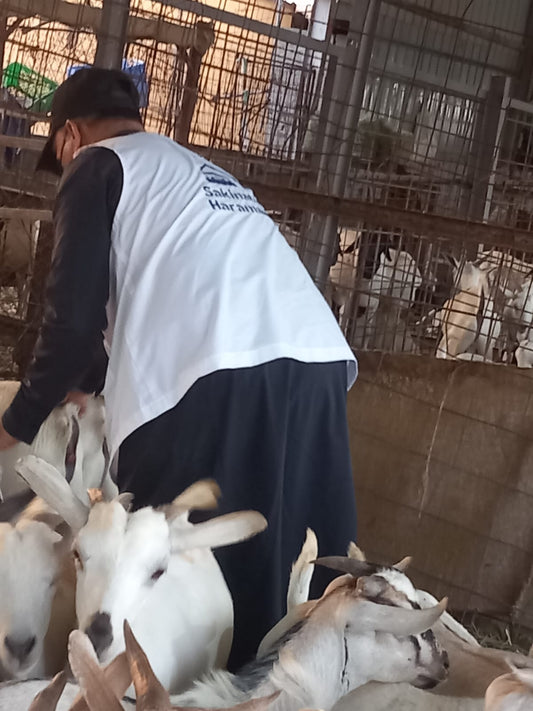 Aqeeqa Qurbani – Makkah Al-Mukarramah (Current Price)