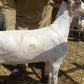 Eid al Adha Qurbani In Makkah Al Mukarramah (meat distributed to the poor) - Current Price