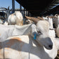 Eid al Adha Qurbani In Makkah Al Mukarramah (meat distributed to the poor) - Current Price