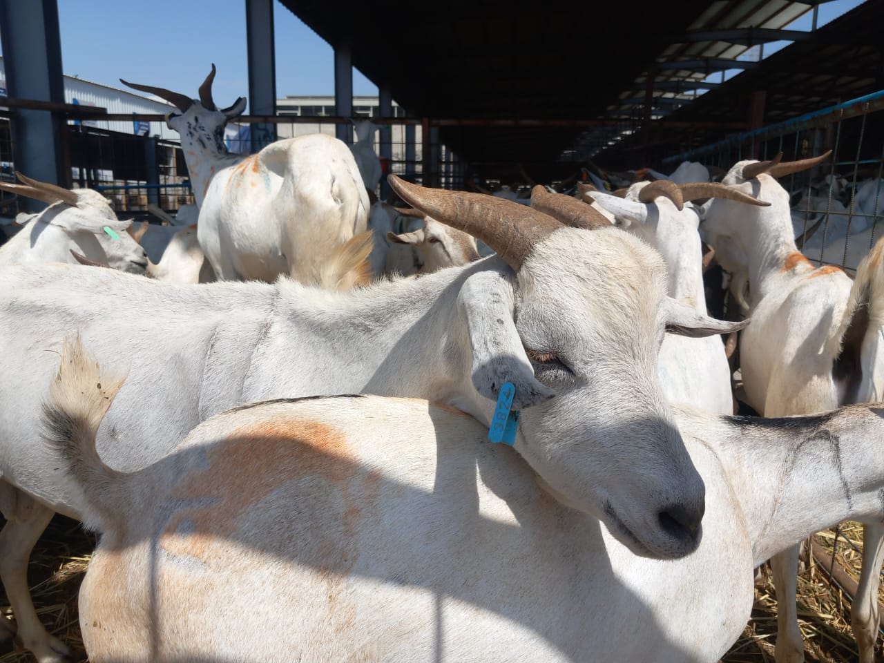 Eid al Adha Qurbani In Makkah Al Mukarramah (meat distributed to the poor) - Current Price