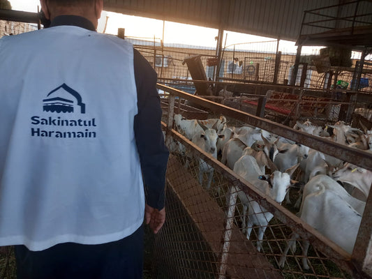 Damm Qurbani (Current Price)